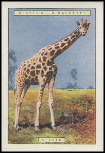 7 Giraffe